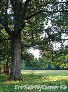 More of the woods and timber
