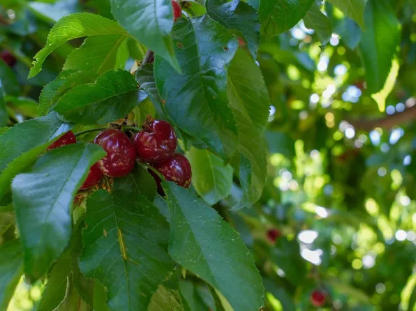 Rock Pile Rd, Arvin, CA 93203