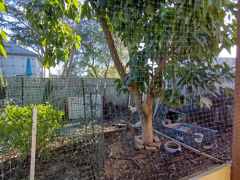 Large avocado and pecan tree in an adjacent yard