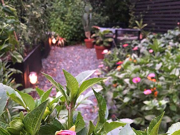 Front garden at dusk
