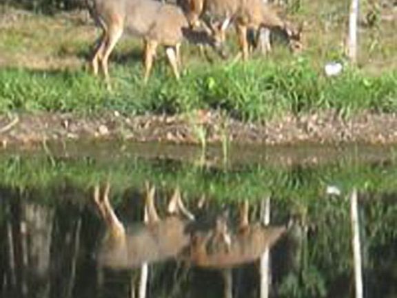 Deer by Pond