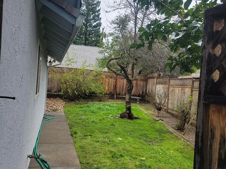 Side yard with pomegranates tree