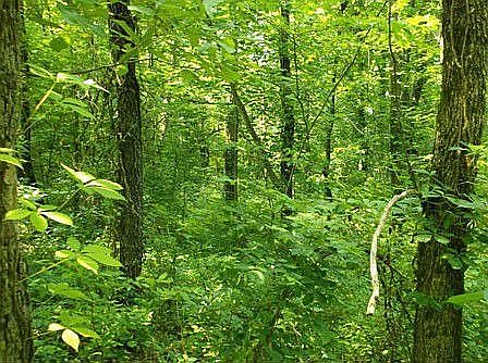 Woods