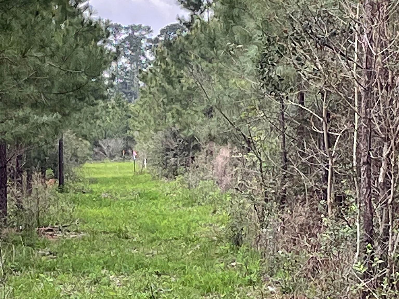 14325 W Fm 83, Bronson, TX 75930 Zillow