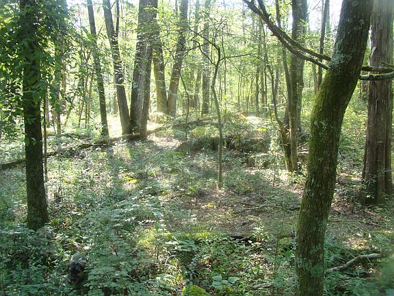 Mostly wooded property