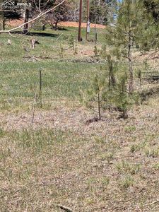 Ute Trl, Woodland Park, CO, 80863