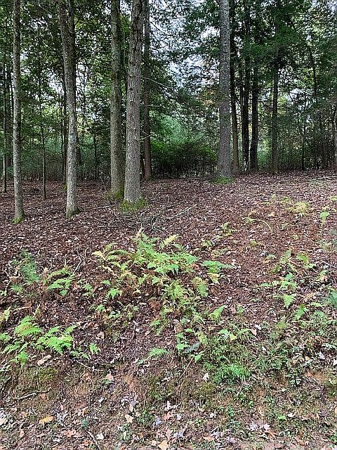 1st image of White Pine Trl