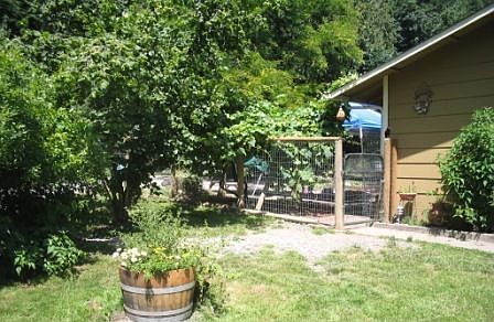 Grape vine and blueberries