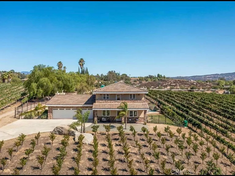 The vineyard