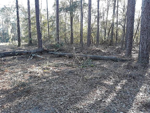 Plenty of wood for bonfires