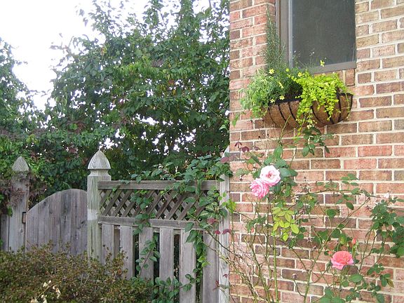 With Roses and Fence