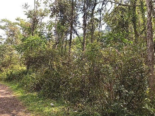 2nd image of King Kamehameha Blvd Lot 40