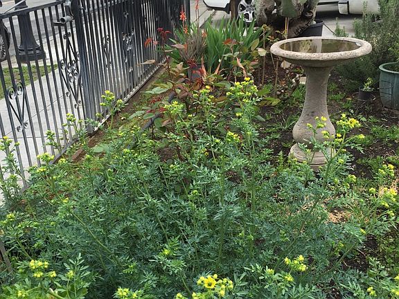 Outdoor garden and lawn area.
