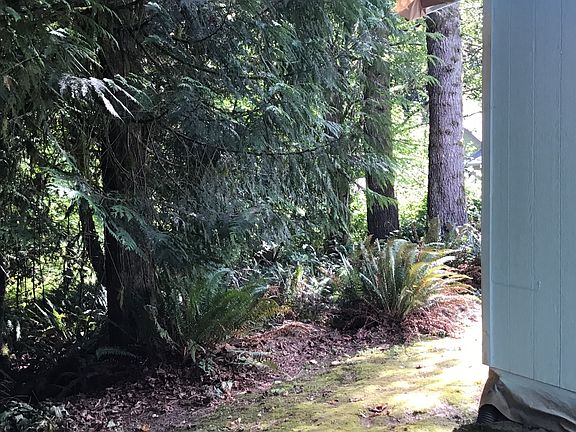 Woods behind the house.