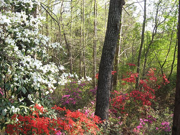 Azaleas & Dogwoods