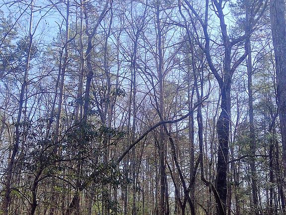 2nd image of LOT 4A Long Branch Ln Lot 4A