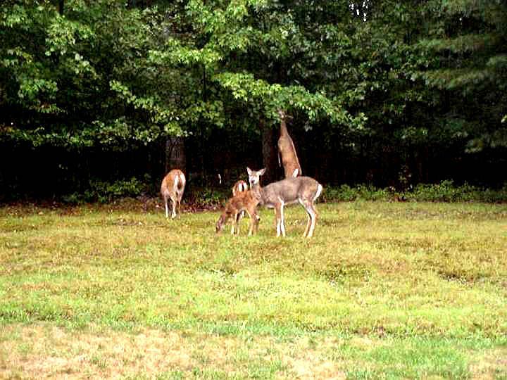 Deer come through all day!