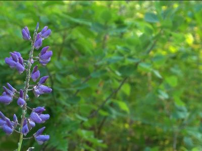 83 Ashwabay Heights Rd LOT 7, Bayfield, WI, 54814