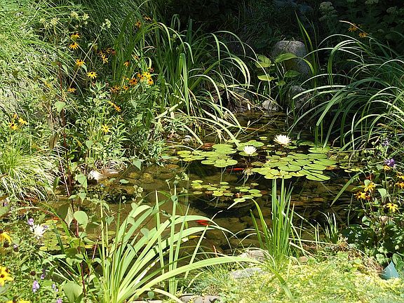 Pond with Koi