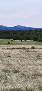 Tbd Acr 3398, Vernon, AZ, 85940