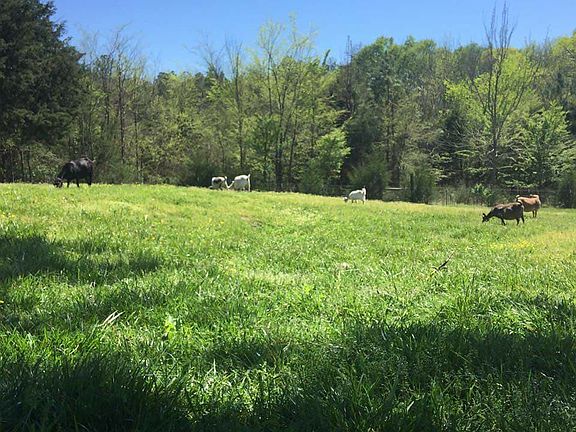 View of pasture in summer