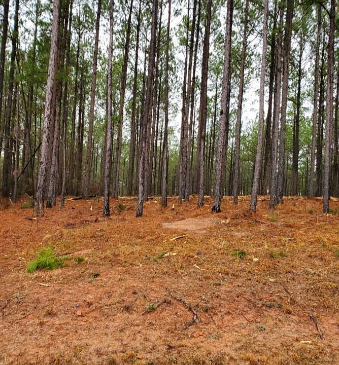 2nd image of LOT 65 Maiden Cane Way