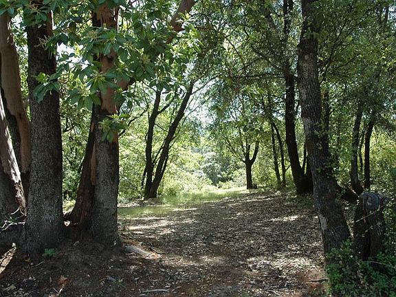 madrones, oaks, hilltop 