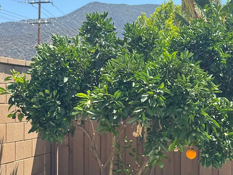 32620 San Jose St — Photo 20
