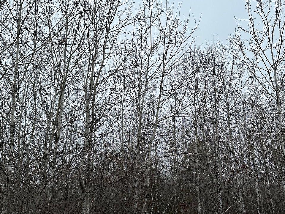 2nd image of Wood Rd #4069-22