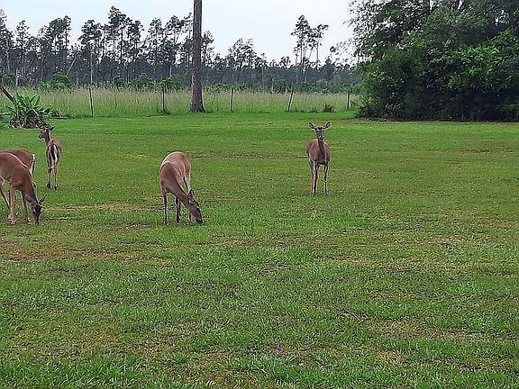 Front Yard Daily Visitors