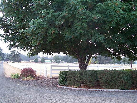 View from driveway entrance looking east on Tree Lane