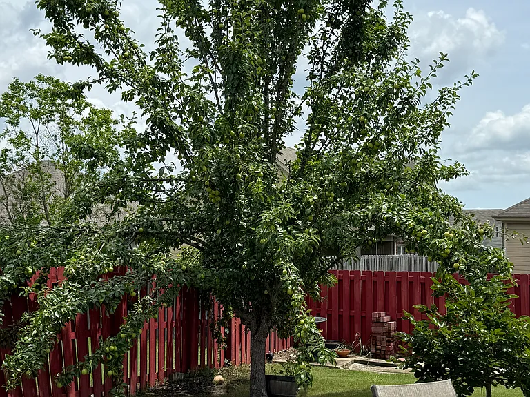 Fruit trees with large backyard