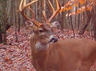 0 County Road 153, Lexington, AL 35648