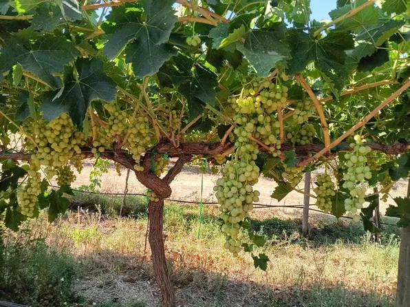 E Olive Ave Avenue, Porterville, CA 93257