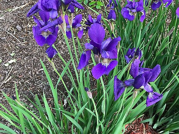 Mature landscape/sprinklers
