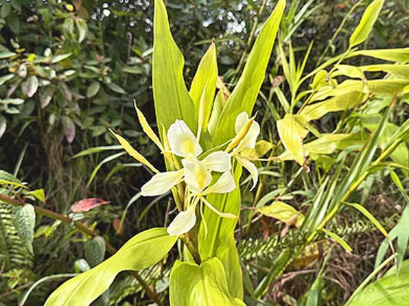 13-3403 Hapuu St Lot 1, Pahoa, HI 96778