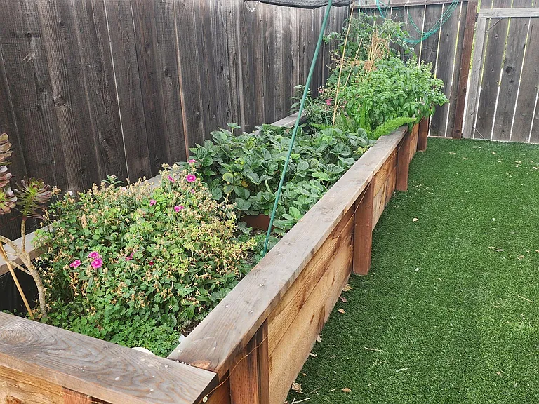 Vegetable garden. There are strawberries, basil, cilantro, jalapenos, and tomatoes. I'm the front yard there is a pomegranate tree, peach tree, lemon tree, and lime tree!