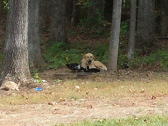 3rd image of 10 Brandy Hills Ln