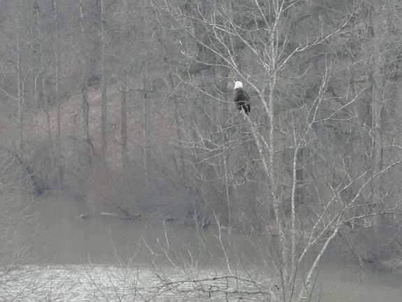 Bald eagle visitor 