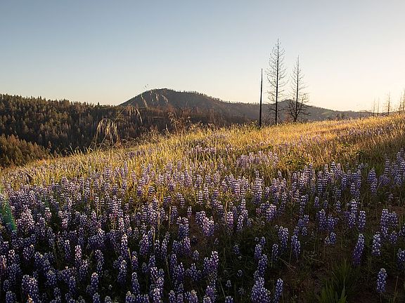 Spring wildflowers.