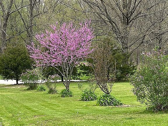 Lilac, crabapple, and redbud