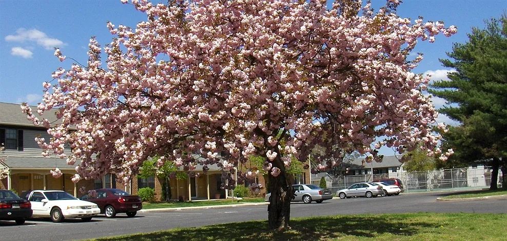 Millbridge Gardens — Photo 1