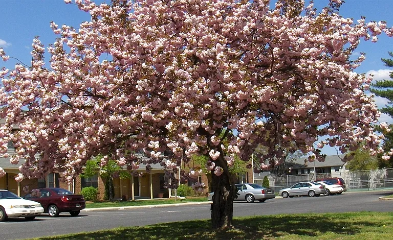 Millbridge Gardens — Photo 1