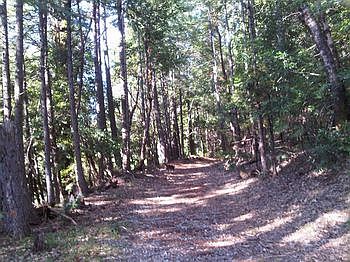Forest Trail 3 copy.jpg