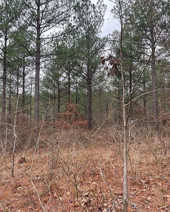 2nd image of 713 Timber Creek Trl