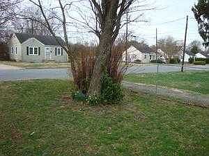 Front yard