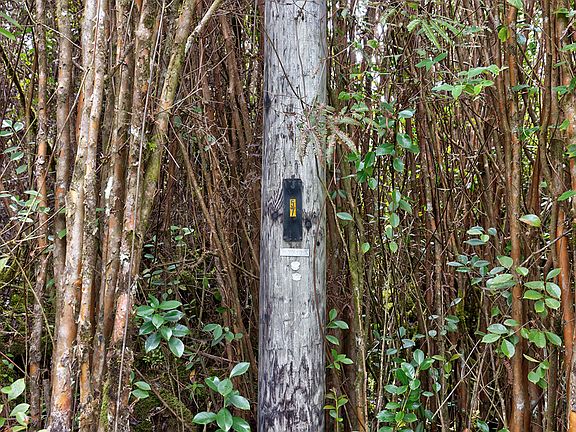 5th image of Hibiscus St Lot 7330