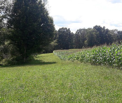 field, corn field, and woods