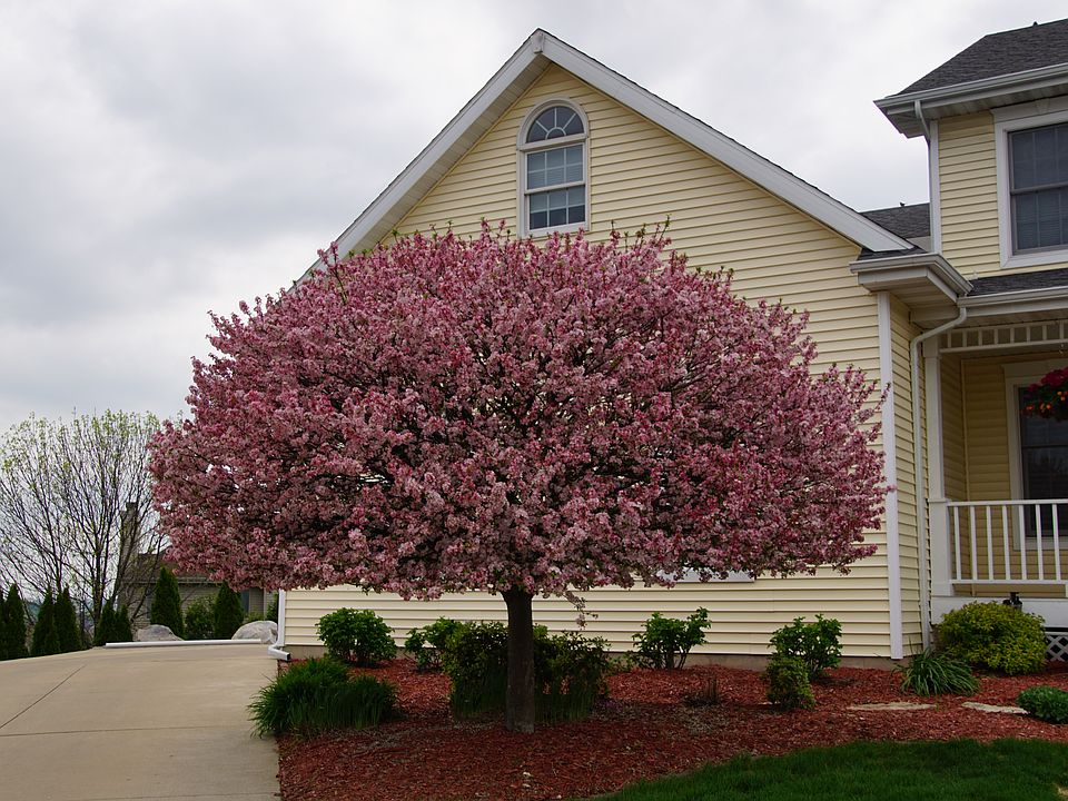 2nd image of 1602 Charleston Cir