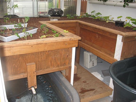 dirtless highly efficient aquaponic greenhouse